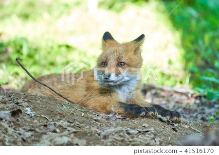 Children of Kita fox Children of Kita fox 41516170