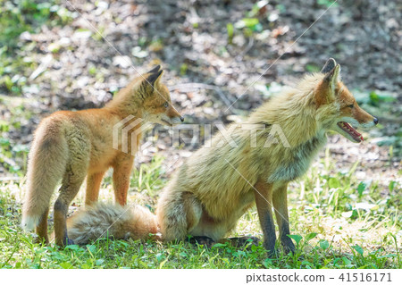 Parent and child of Kita fox Parent and child of Kita fox 41516171