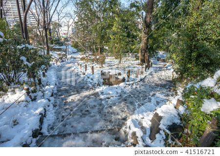 Snow scenery of Arisugawa Palace Memorial Park Snow scenery of Arisugawa Palace Memorial Park 41516721