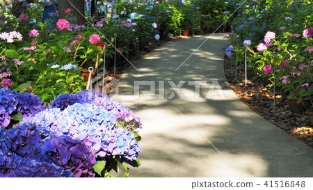 在光束下的八仙花屬路通過 在光束下的八仙花屬路通過 41516848