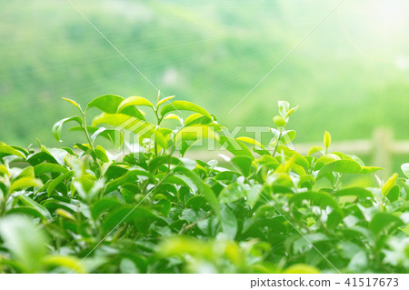 Tea leaves at a plantation in the beams sunlight Tea leaves at a plantation in the beams sunlight 41517673