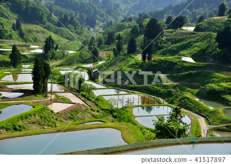 新潟縣Yamakoshi的水稻梯田 41517897