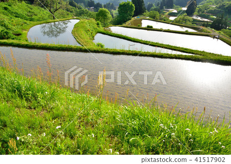 新潟縣Yamakoshi的水稻梯田 41517902