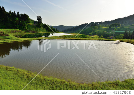 新潟縣Yamakoshi的水稻梯田 41517908