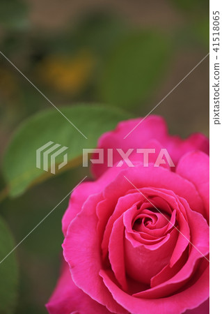 Dark pink rose flower close-up Dark pink rose flower close-up 41518065