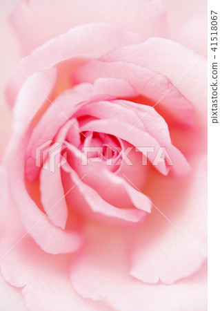 Pink rose flower close-up Pink rose flower close-up 41518067