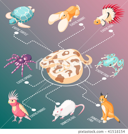 Exotic Pets Isometric Flowchart 41518154