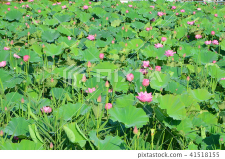 Hasuda (Misato-cho, Saitama Prefecture) Hasuda (Misato-cho, Saitama Prefecture) 41518155