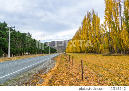 Beautiful rows of trees in autumn season Beautiful rows of trees in autumn season 41518242