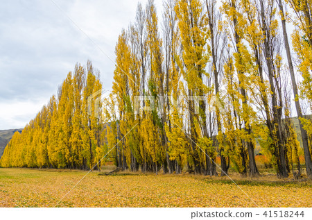 Beautiful rows of trees in autumn season Beautiful rows of trees in autumn season 41518244