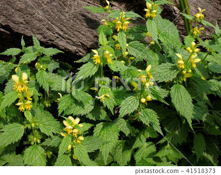 Crane Odorikosou Lamium galeobdolon 41518373