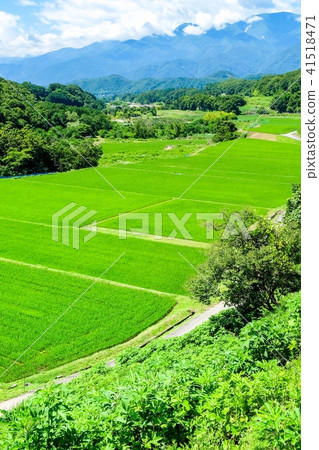 Rural scenery (July) 41518471