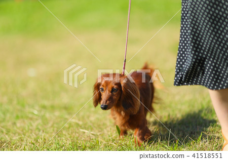 Dachshund to take a walk Dachshund to take a walk 41518551