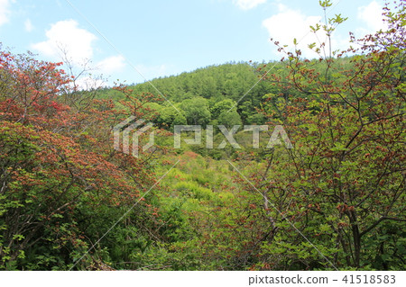 6月(初夏)的橫手高地·井沼 6月(初夏)的橫手高地·井沼 41518583