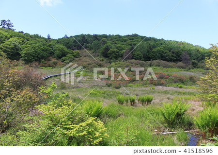 Yokote Highland in June (early summer) · Well moorland 41518596