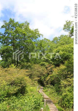 Yokote Highland in June (early summer) · Promenade of Well moorland 41518610