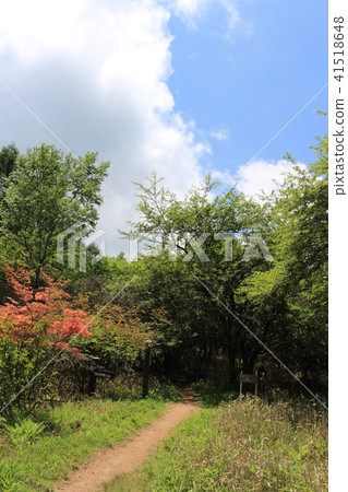 六月(初夏)的Yokane高地(Promenade to Well Marshland / Yamato Tsutsuji) 六月(初夏)的Yokane高地(Promenade to Well Marshland / Yamato Tsutsuji) 41518648