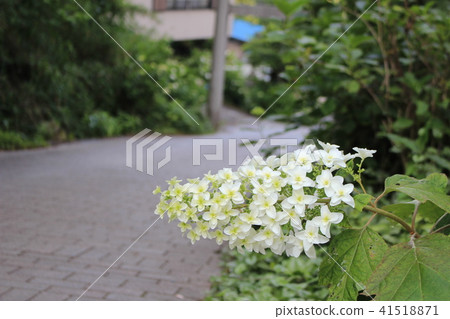 Hiraizan Shrine's hydrangea slope Hiraizan Shrine's hydrangea slope 41518871