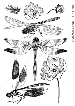 Set of vector floral elements with black and white hand drawn herbs, wildflowers and dragonfly in 41518903