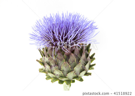 artichoke 41518922