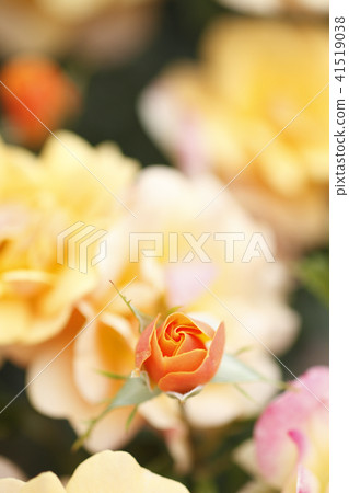 Roses Tur · Goldmary Roses Tur · Goldmary 41519038