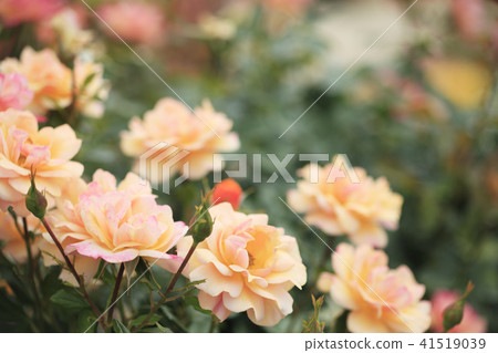 Roses Tur · Goldmary 41519039