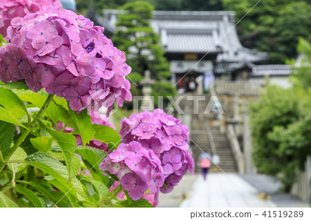 鷹潭吉Yanagi Kannon繡球花 鷹潭吉Yanagi Kannon繡球花 41519289