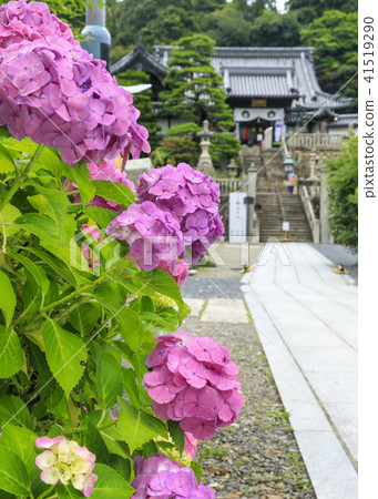 鷹潭吉Yanagi Kannon繡球花 鷹潭吉Yanagi Kannon繡球花 41519290