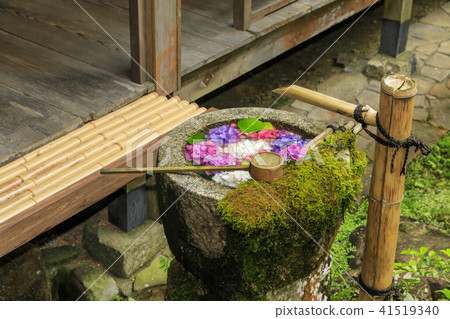 鷹潭吉Yanagi Kannon繡球花 41519340