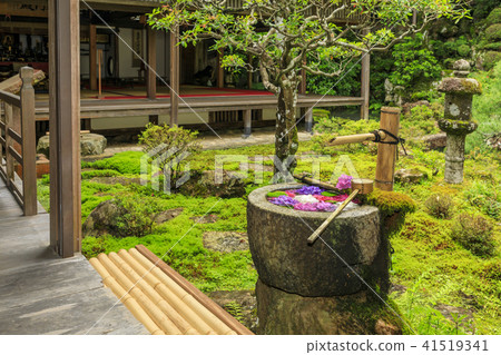 鷹潭吉Yanagi Kannon繡球花 41519341