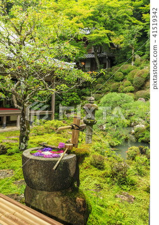 Yingtanji Yanagi Kannon hydrangea 41519342