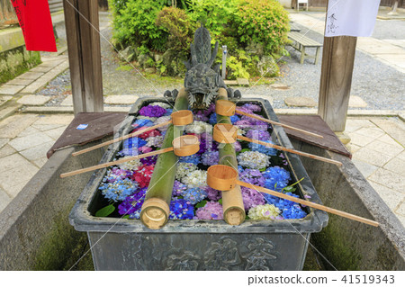 Yingtanji Yanagi Kannon hydrangea 41519343