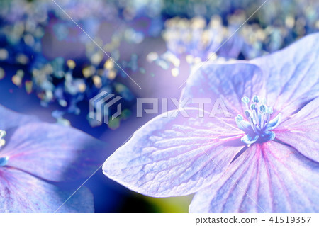  Gaku hydrangea 41519357
