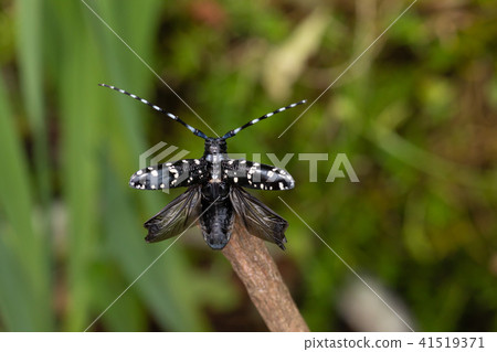 Lady beetle 41519371