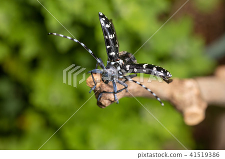 Lady beetle 41519386
