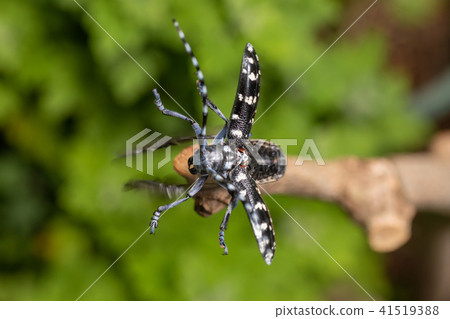 Lady beetle 41519388