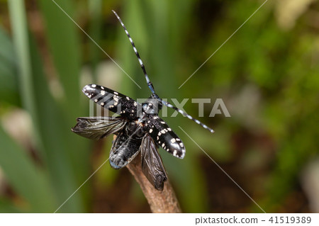 Lady beetle Lady beetle 41519389