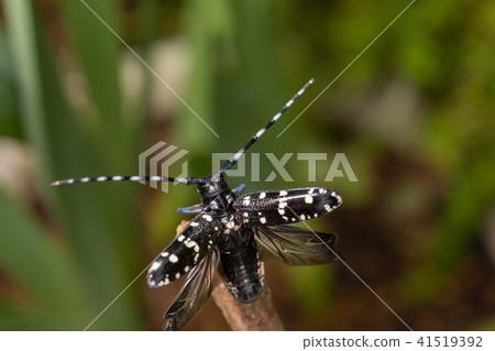 Lady beetle 41519392