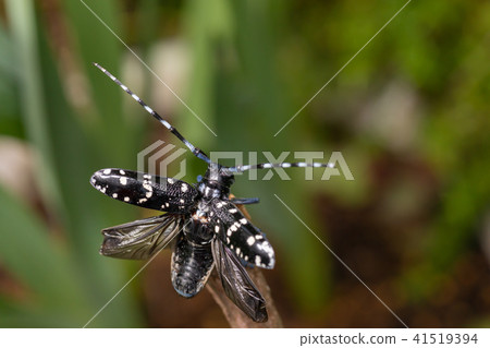 Lady beetle Lady beetle 41519394