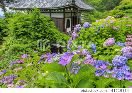 Zenjinji鮮綠色杜鵑花 41519584