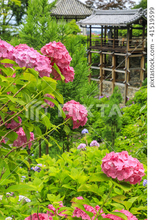 Zenjinji Fresh green azalea 41519599