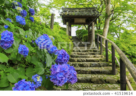 Zenjinji Fresh green azalea 41519614