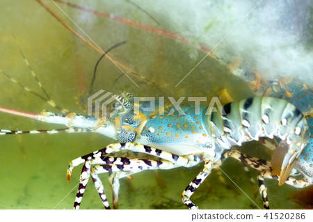 Colorful lobster in the aquarium tank Colorful lobster in the aquarium tank 41520286