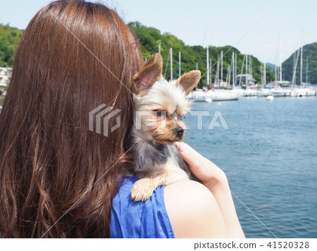約克夏犬由一名婦女舉行 約克夏犬由一名婦女舉行 41520328