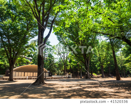 東京井之頭公園 東京井之頭公園 41520336