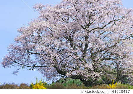 一個櫻桃 - 櫻花 一個櫻桃 - 櫻花 41520417