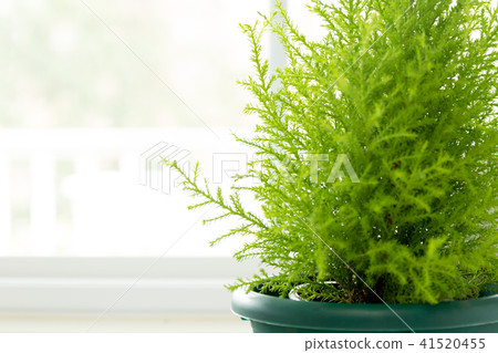 Lemon Cypress plant in green pot 41520455
