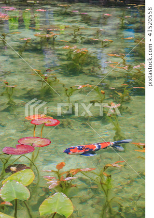 Pond of monet 41520558