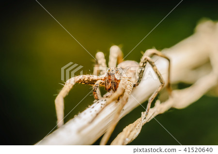 Nursery Web Spider 41520640