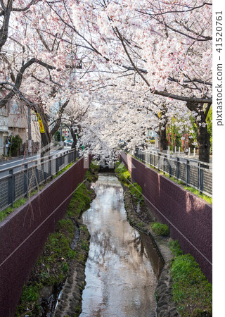 Walking in Tokyo, Setagaya Ohanami walk, Yoga 1-chome Cherry blossoms in Tanizawa River Walking in Tokyo, Setagaya Ohanami walk, Yoga 1-chome Cherry blossoms in Tanizawa River 41520761